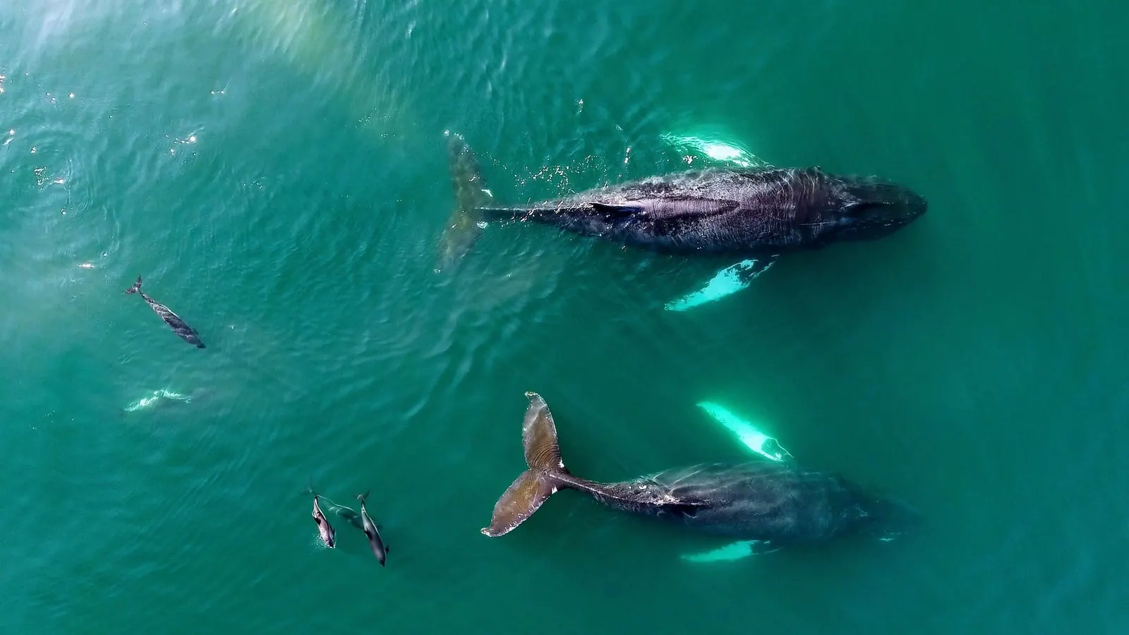 Guests on a guided boat tour along the Cape Breton coast