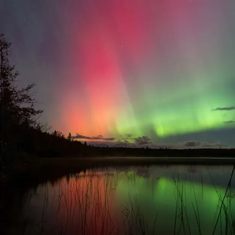 Green and red northern lights reflected in a still lake below dark trees