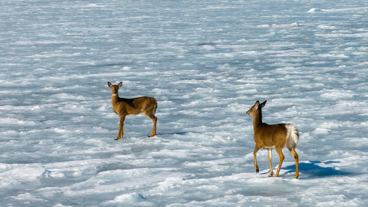 Two white-tailed deer standing on a frozen, snowy bay