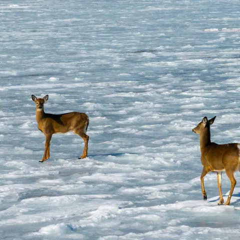 Two white-tailed deer standing on a frozen, snowy bay