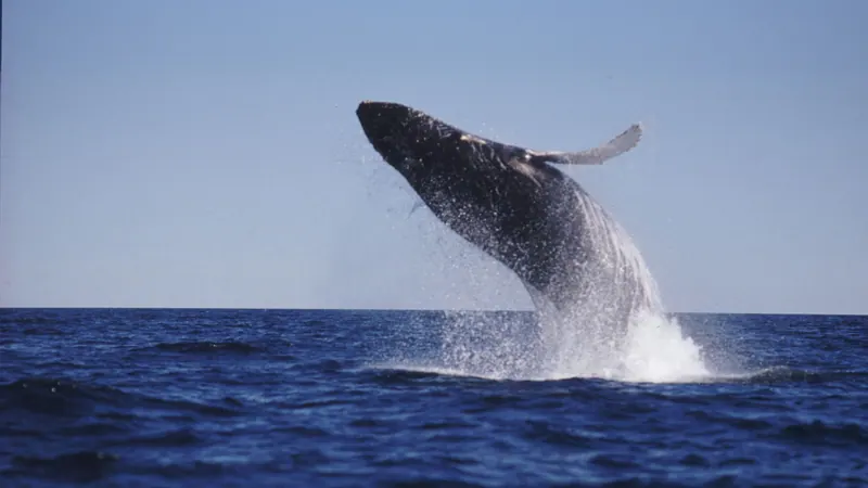 Humpback whale leaping clear of the water