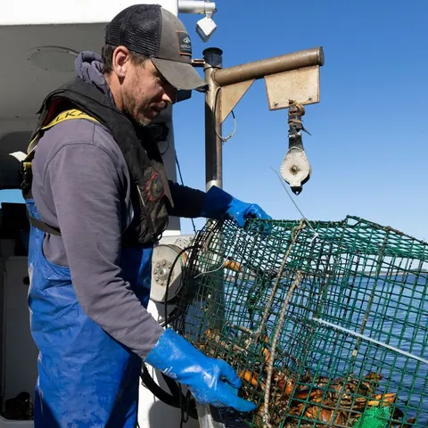 Fisherman hauling a lobster trap aboard his boat