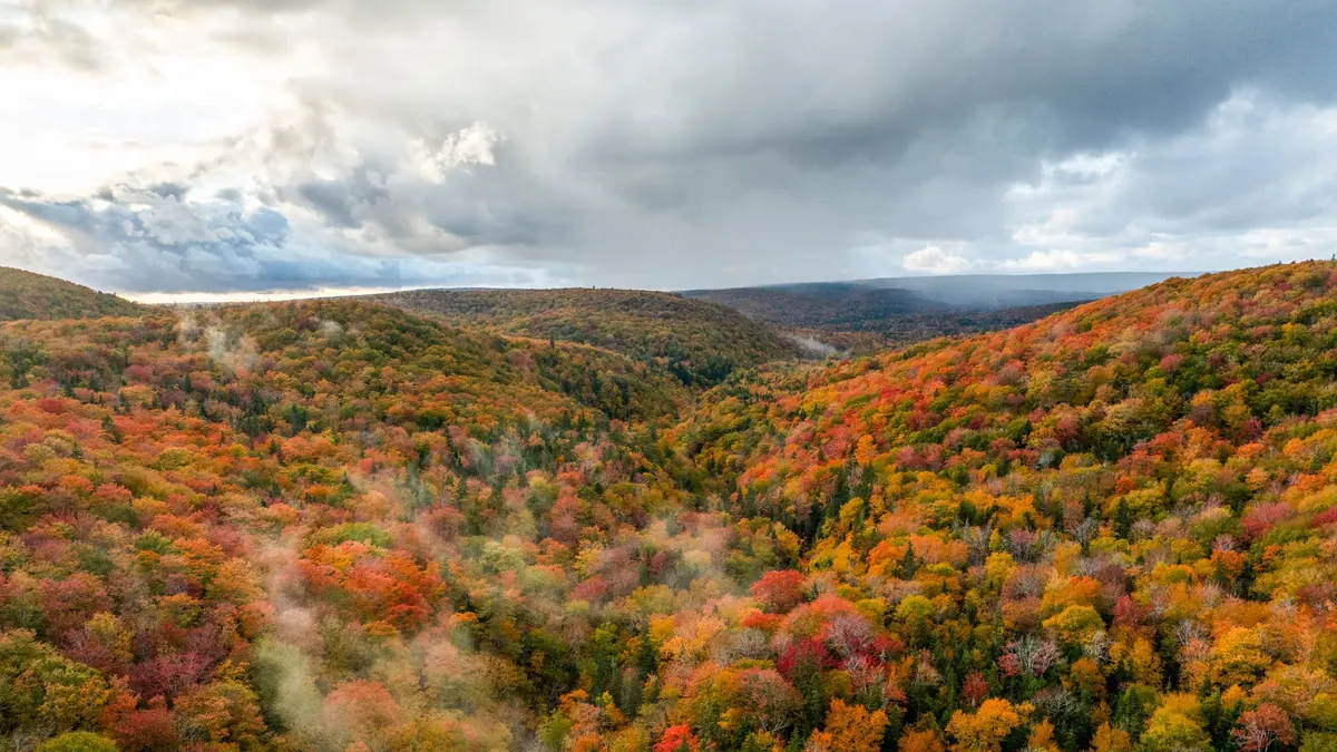 Aerial view of an autumn forest valley in the highlands