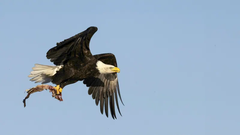 Bald eagle with outstretched wings and talons
