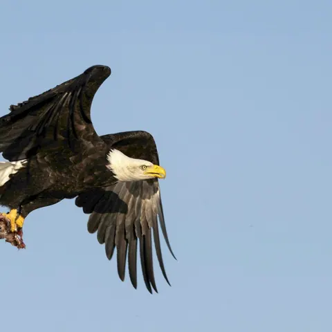 Bald eagle with outstretched wings and talons