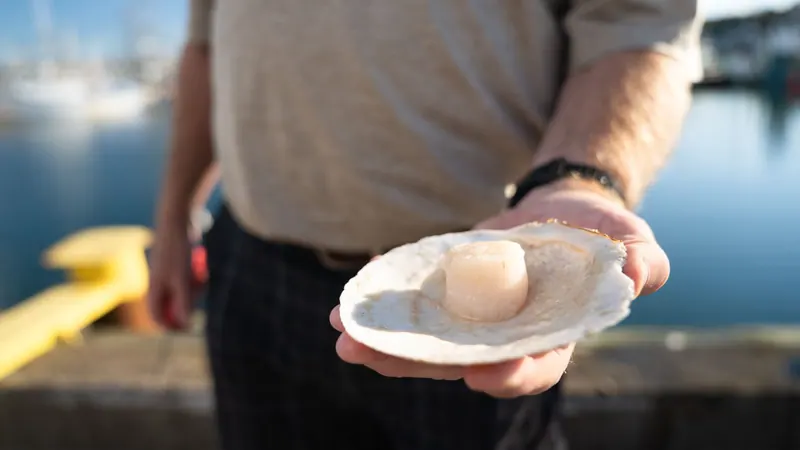 Hand holding a fresh scallop on the half shell