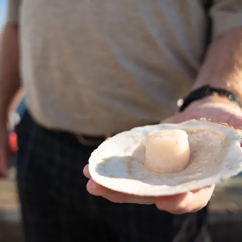 Hand holding a fresh scallop on the half shell
