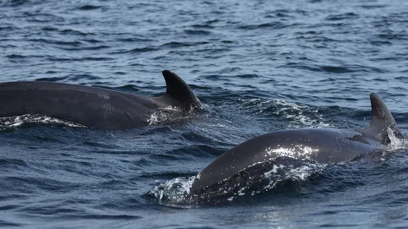 Two whales surfacing side by side in dark water