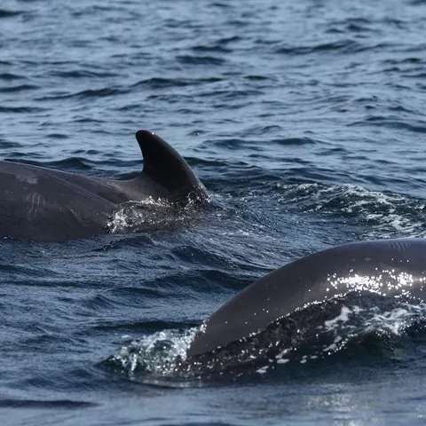 Two whales surfacing side by side in dark water