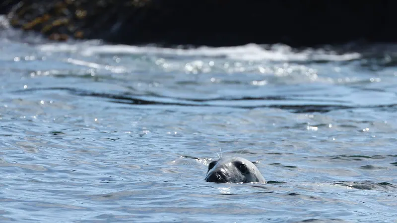 Seal’s head breaking the surface of the sea