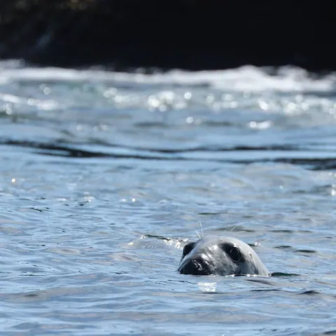 Seal’s head breaking the surface of the sea
