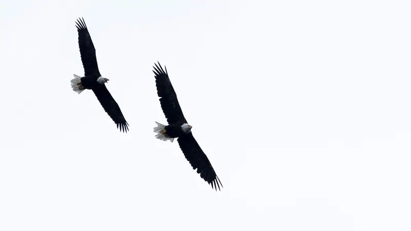 Two bald eagles soaring against a pale sky