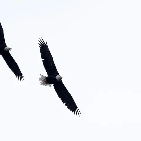 Two bald eagles soaring against a pale sky