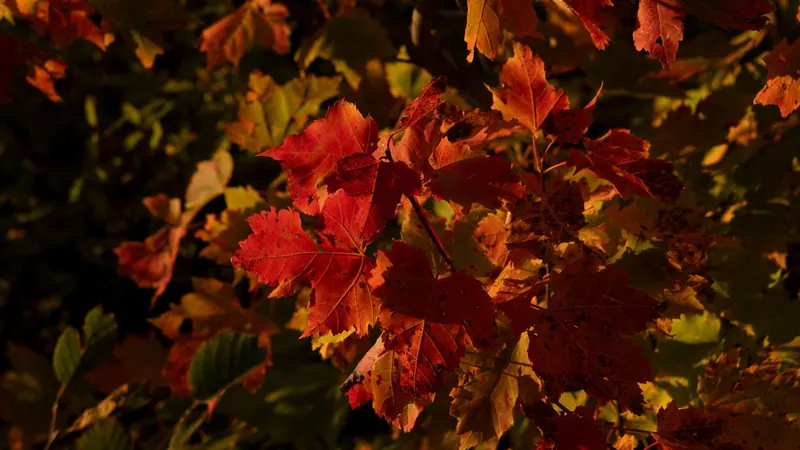 Close-up of red autumn maple leaves
