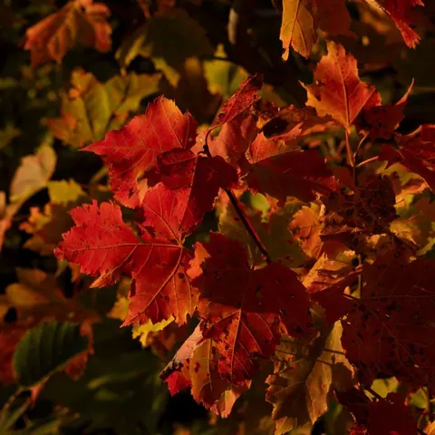 Close-up of red autumn maple leaves