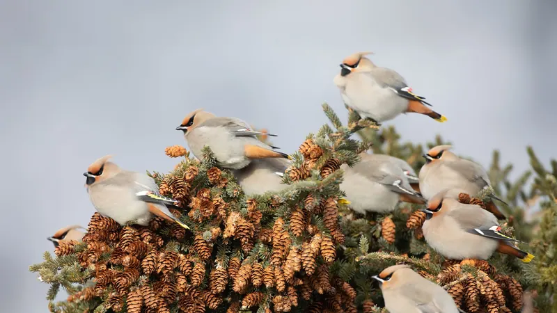 Flock of waxwings perched on a spruce branch