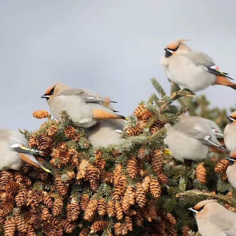 Flock of waxwings perched on a spruce branch