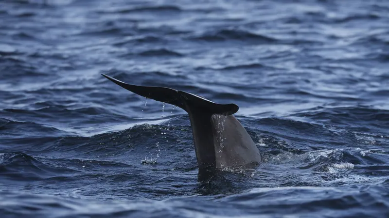 Whale tail lifting out of the ocean