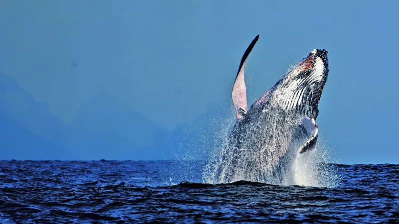 Humpback whale breaching out of a blue sea