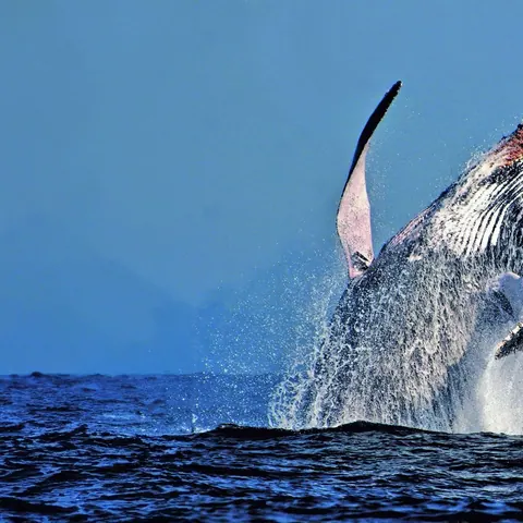 Humpback whale breaching out of a blue sea