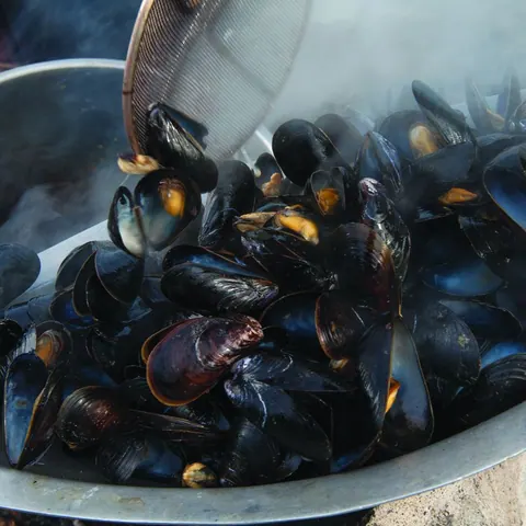 Pot of steamed Atlantic mussels