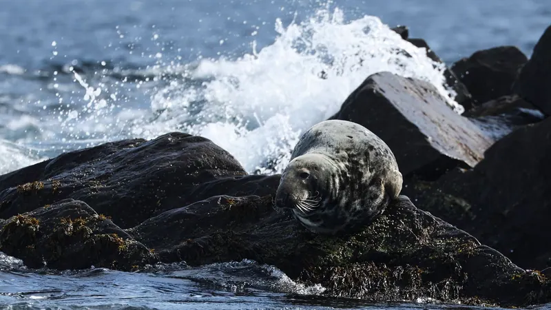 Grey seal resting on wave-splashed rocks