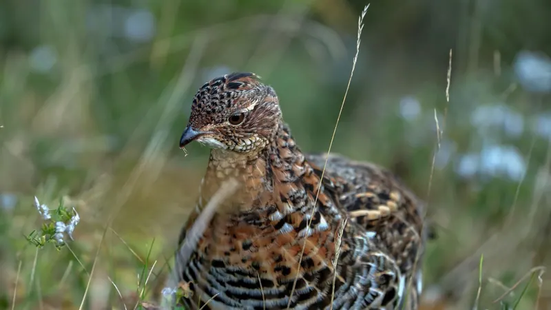 Spruce grouse in tall grass