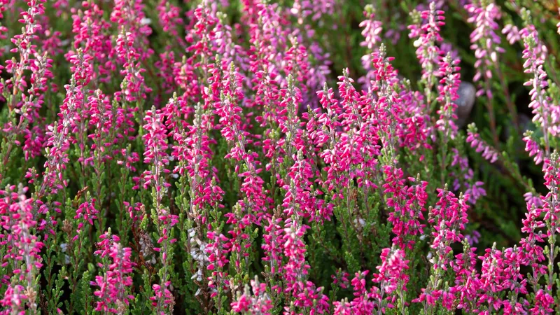 Pink wildflowers in bloom