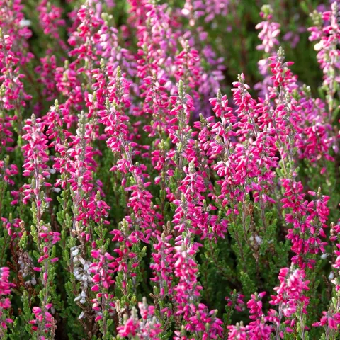 Pink wildflowers in bloom