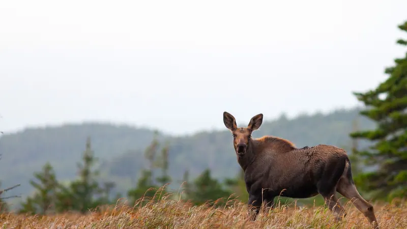 Moose standing in a highland meadow