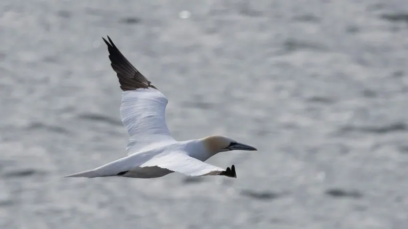 Northern gannet gliding low over the water