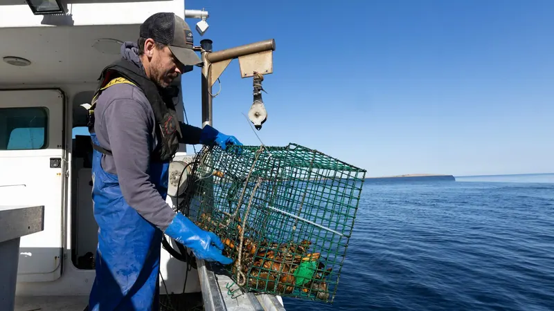 Fisherman hauling a lobster trap aboard a boat