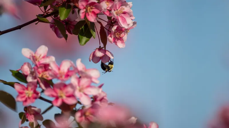Bumblebee among pink apple blossoms