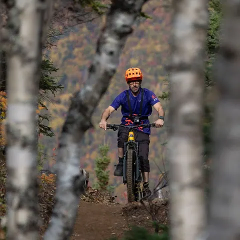 Mountain biker riding between birch trees