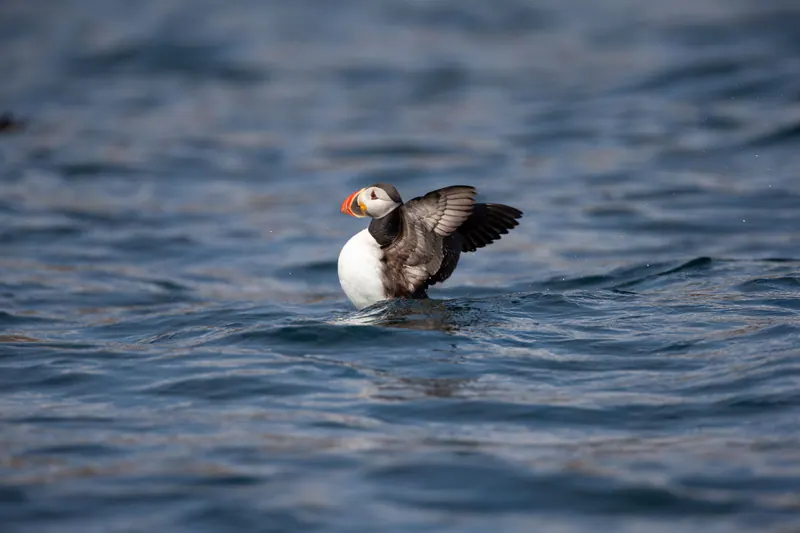 Atlantic puffin flapping its wings on the water