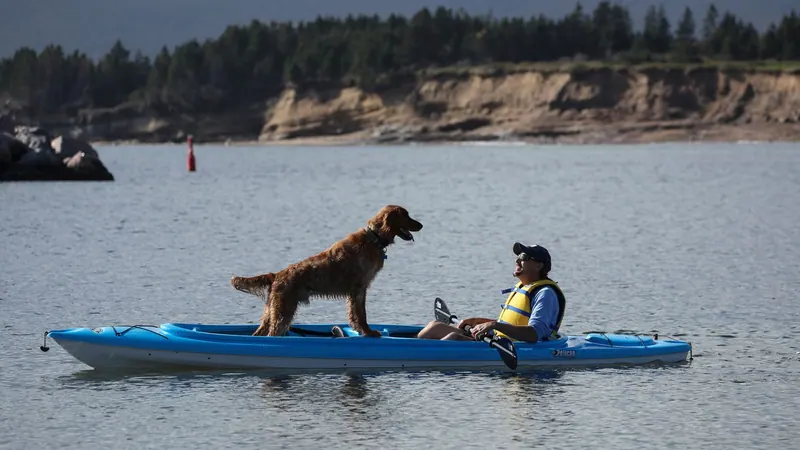 Golden retriever riding at the bow of a blue kayak