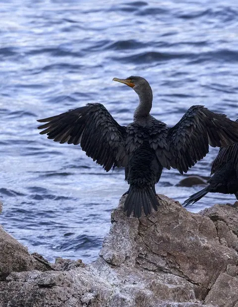 Cormorant spreading its wings on a rock by the sea
