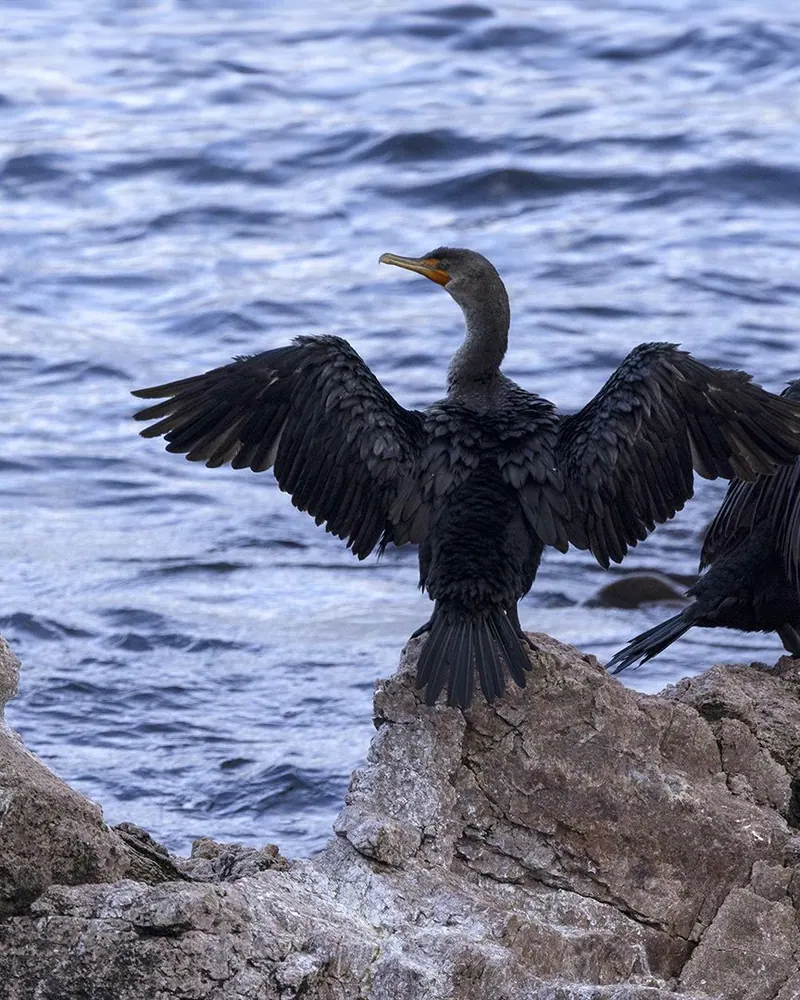 Cormorant spreading its wings on a rock by the sea