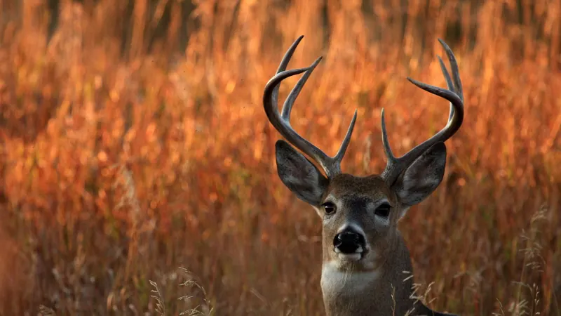 White-tailed buck in an autumn field