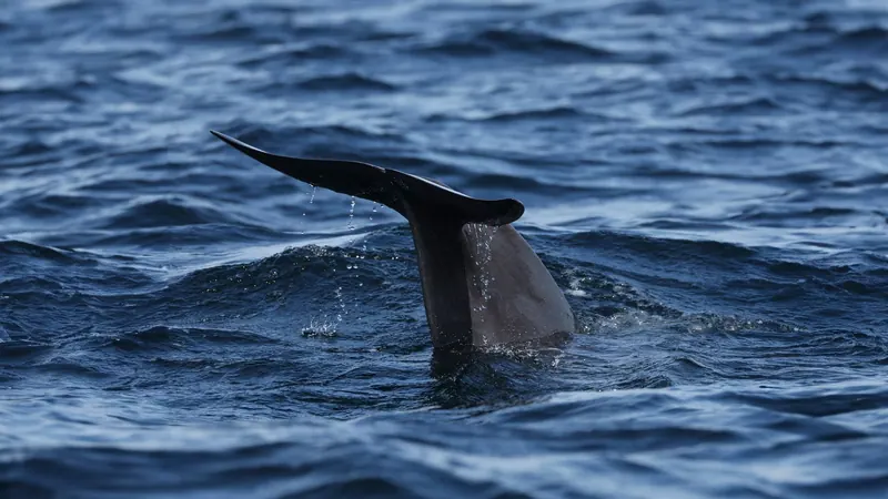 Whale tail rising above dark blue water