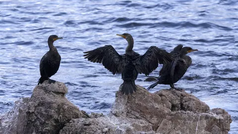 Cormorant spreading its wings on a rock by the sea
