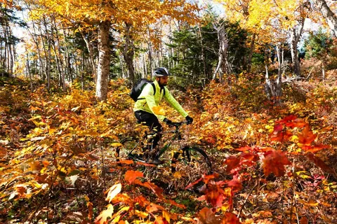 Mountain biker riding through autumn forest