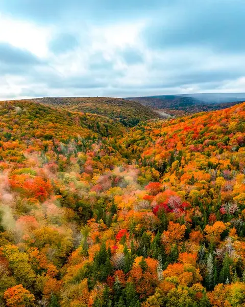 Autumn foliage near Cape Smokey