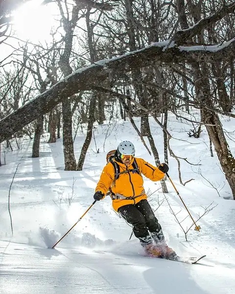 Skier in deep powder between snowy trees
