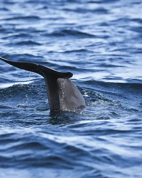 Whale watching near Cape Smokey