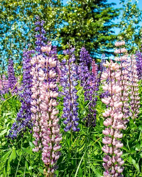 Wildflowers near Cape Smokey