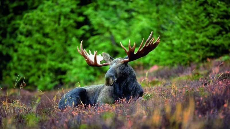 Bull moose with large antlers resting among heather