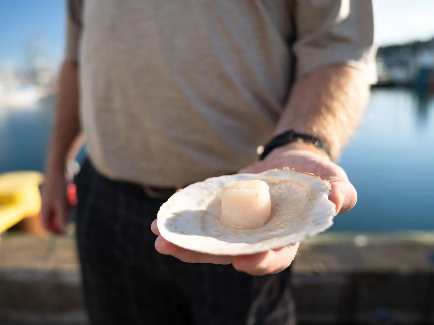 Hand holding a freshly shucked Atlantic scallop in its shell by the harbour