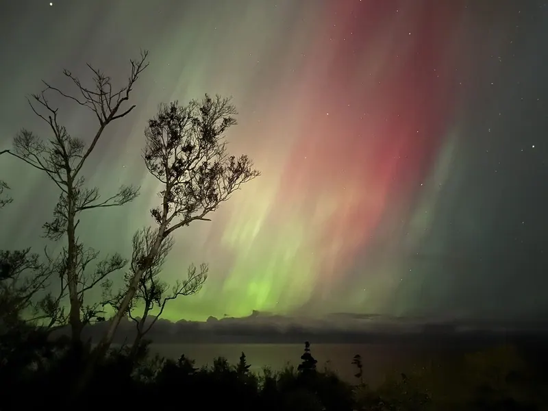 Green and pink northern lights rising behind bare trees