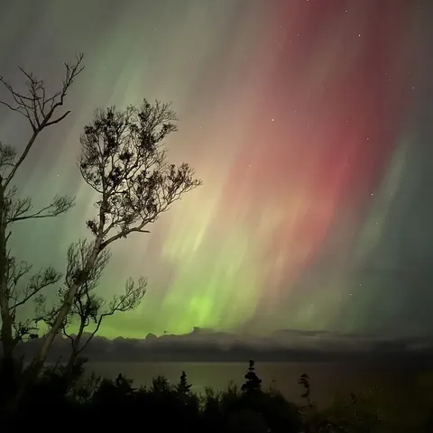 Green and pink northern lights rising behind bare trees